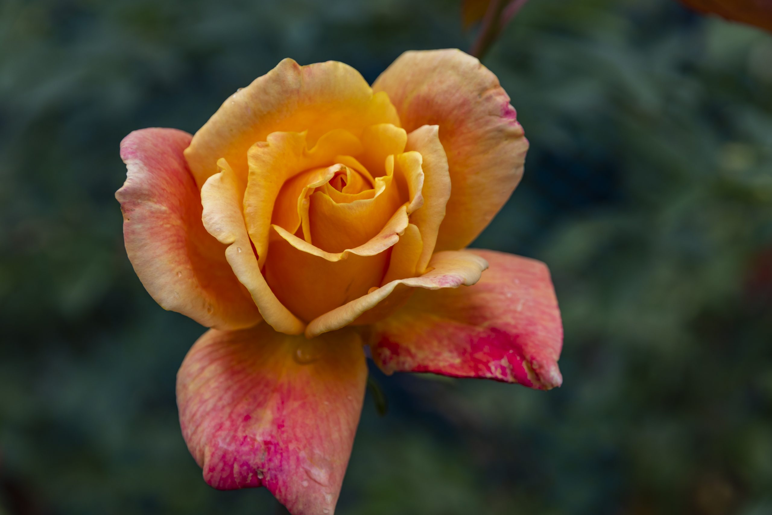 Mein Gedichtband „Entleertes Herz“