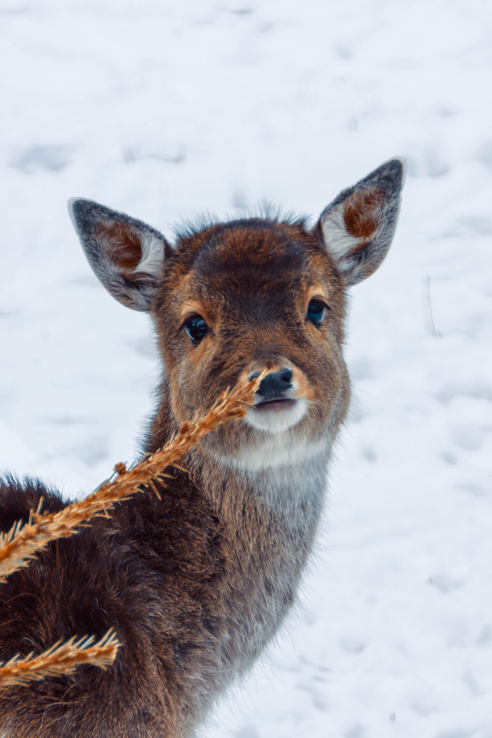 Wildgehege Moritzburg im Winter 23/24