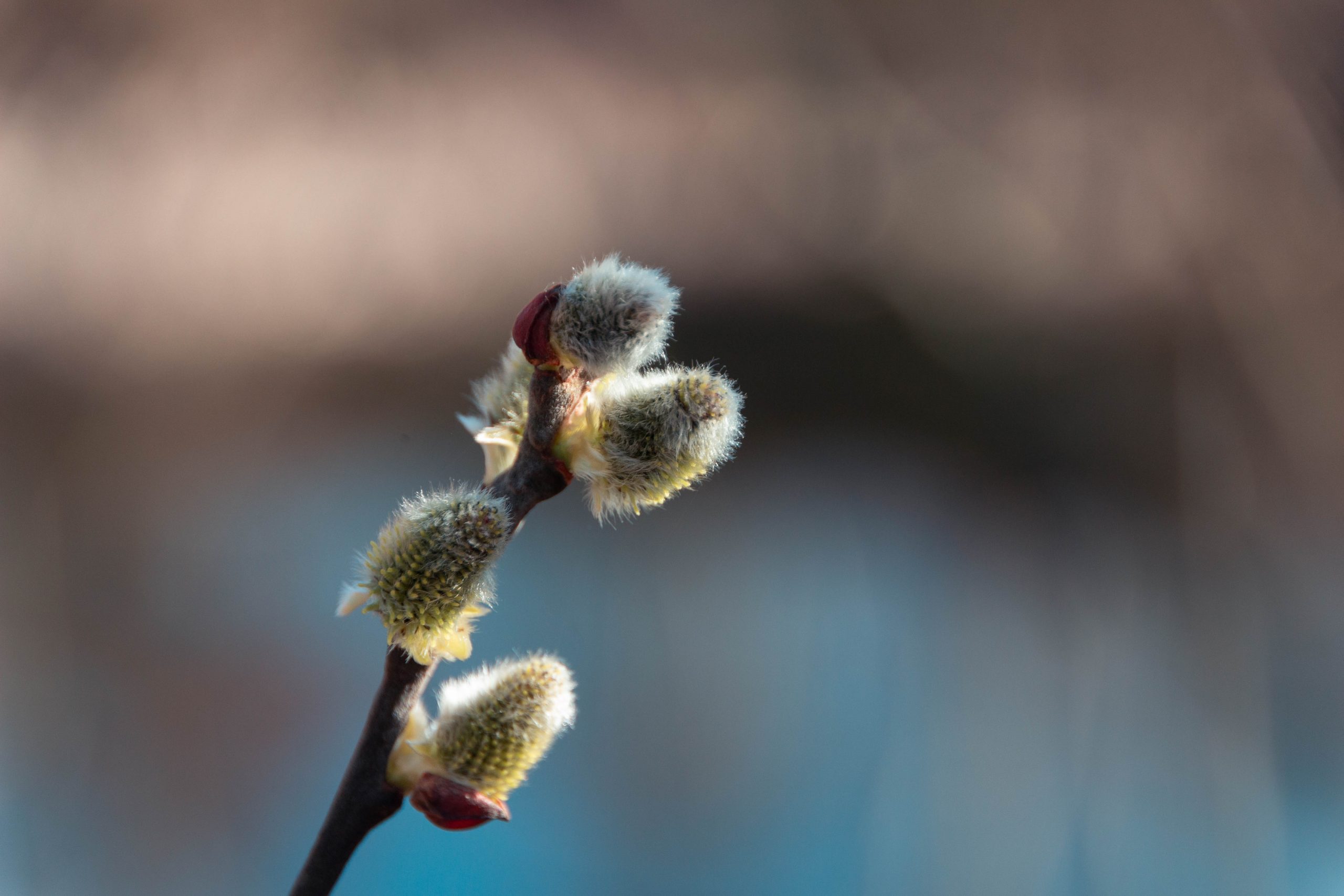 Fotografie in der freien Natur