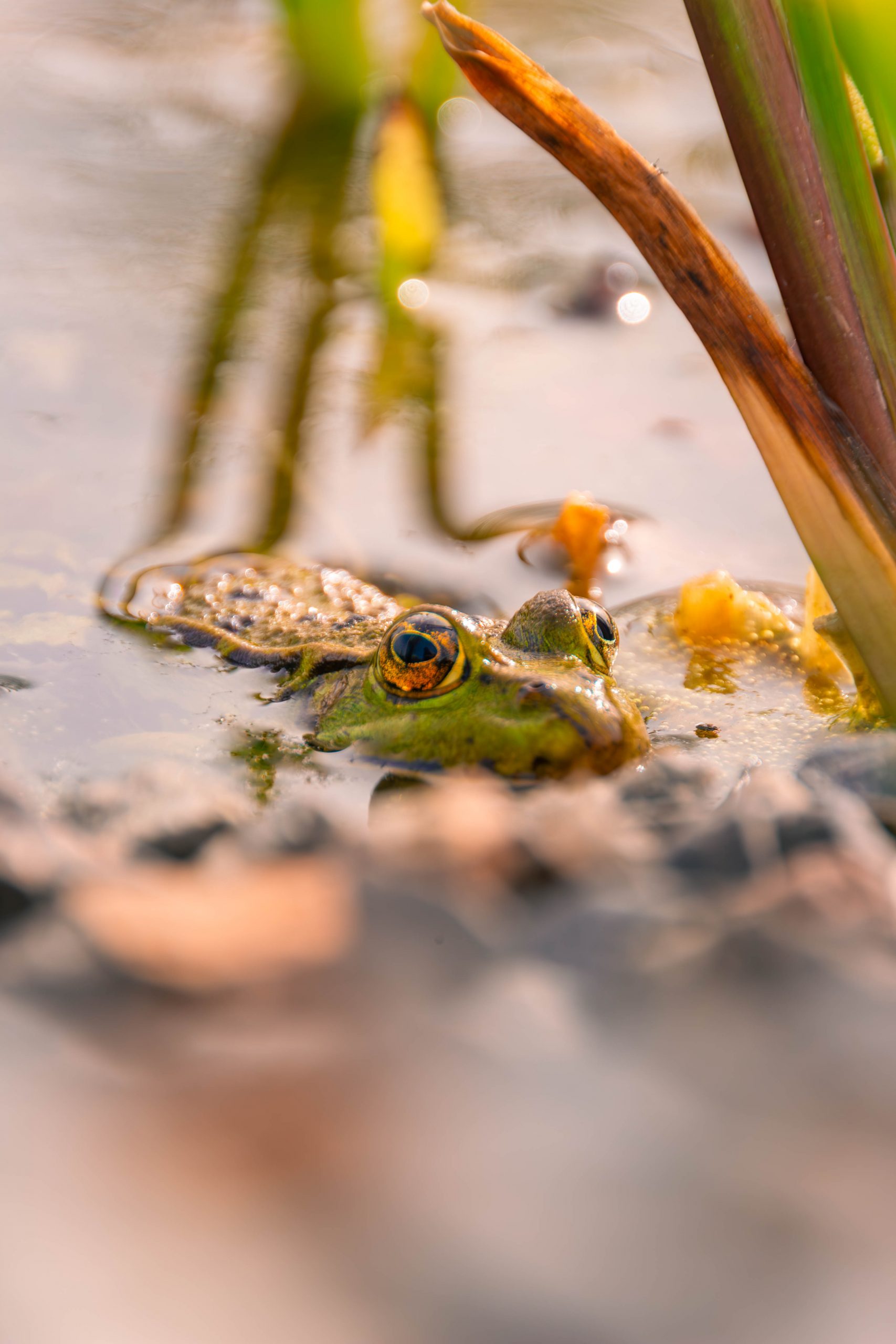 Faszinierende Einblicke: Entdeckungen im Findlingspark Nochten