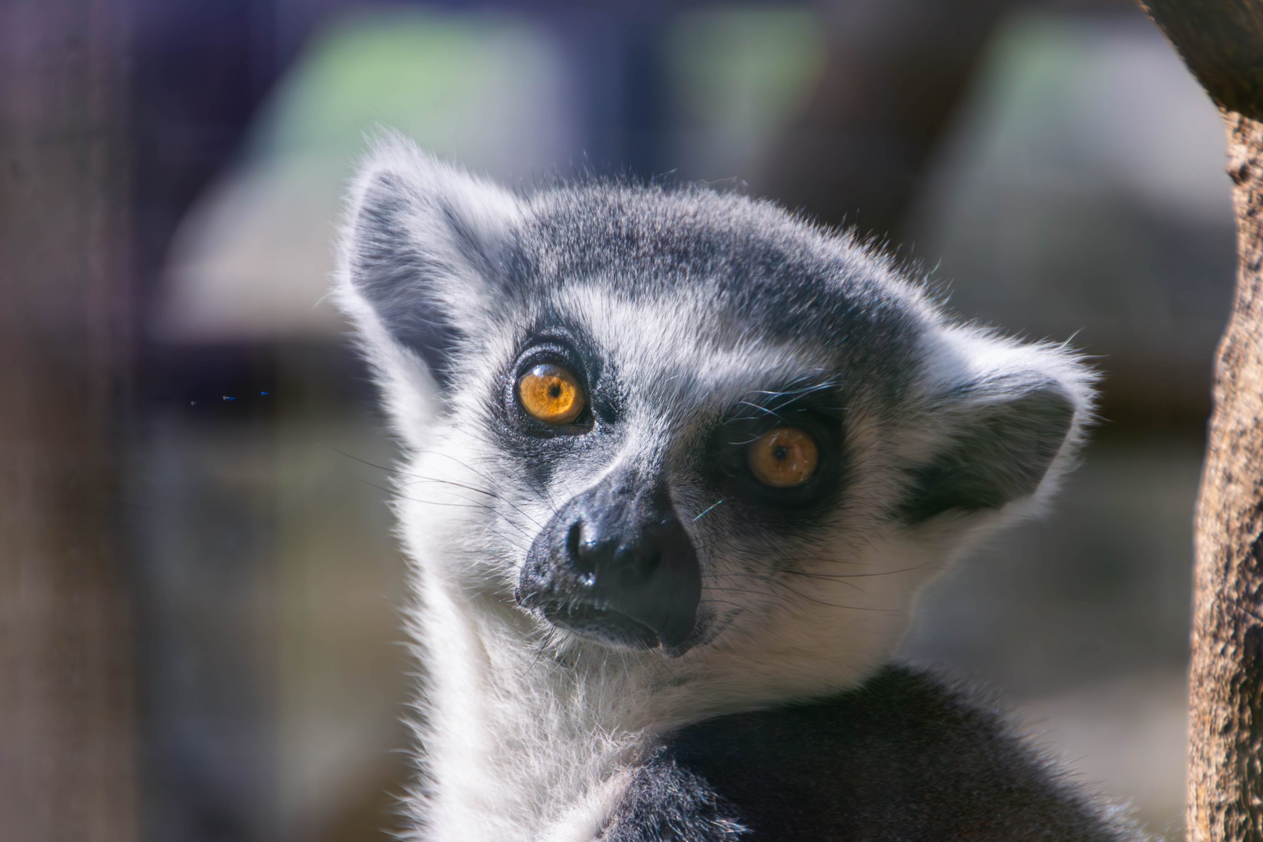 Tierische Begegnungen: Ein Tag im Zoo