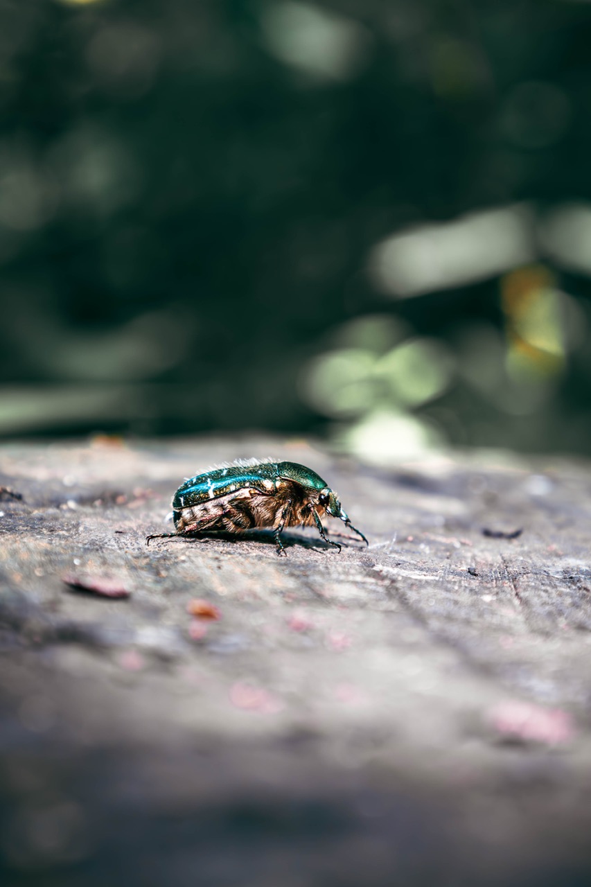 Kleine Wunder im großen Grün
