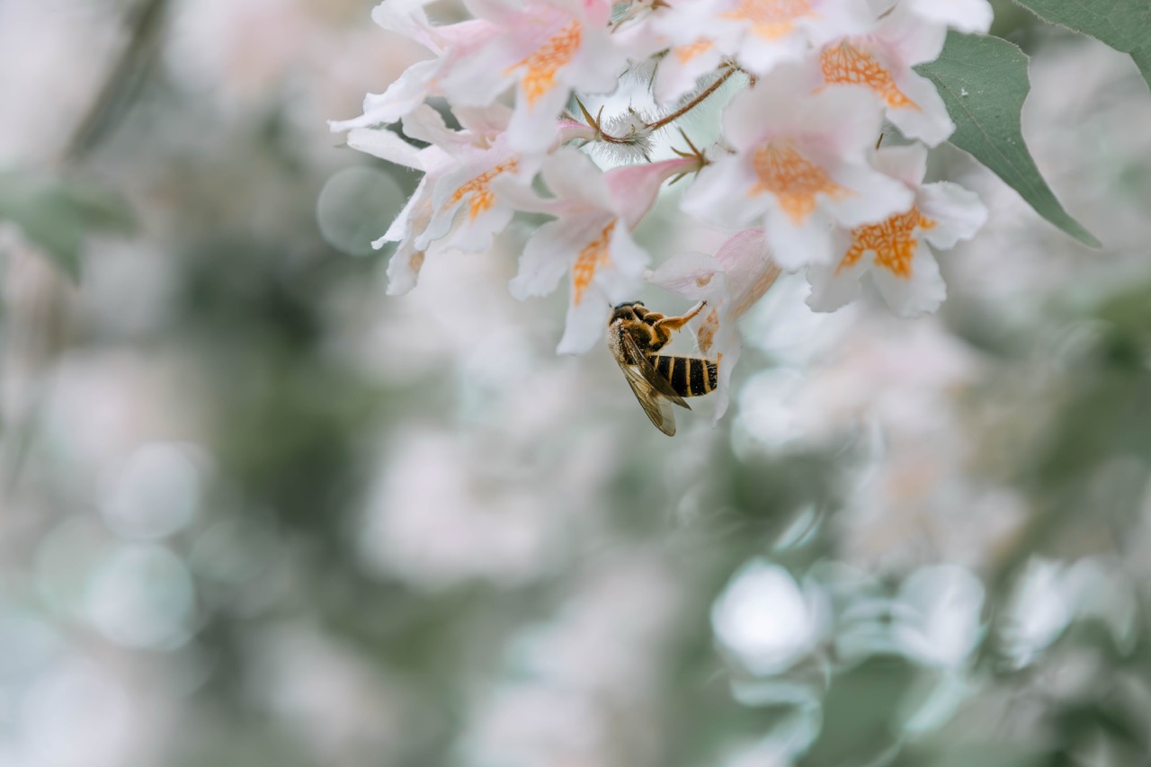 Zwischen Blütenstaub und Sonnenstrahlen
