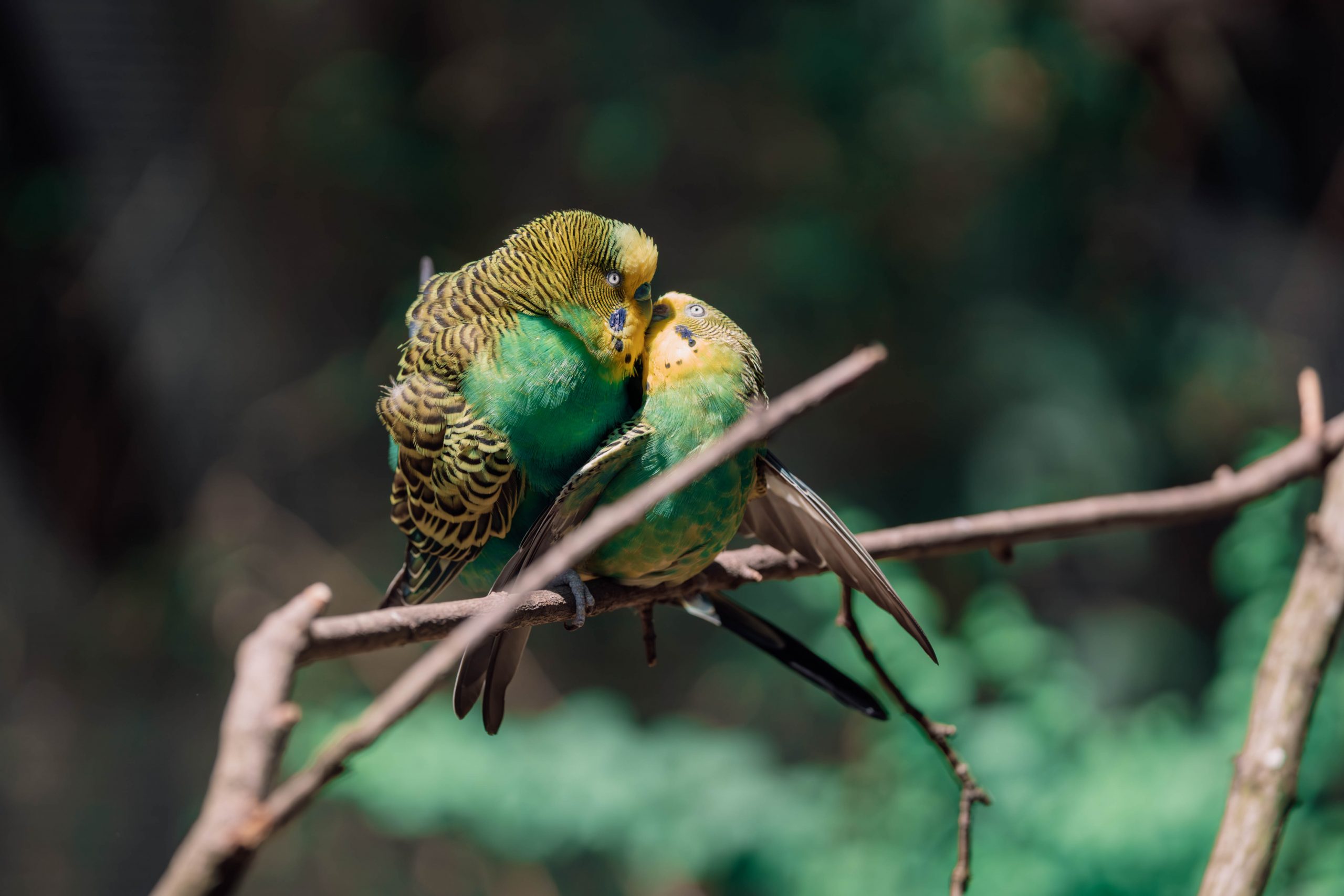 Wellensittiche – faszinierende Motive vor der Linse