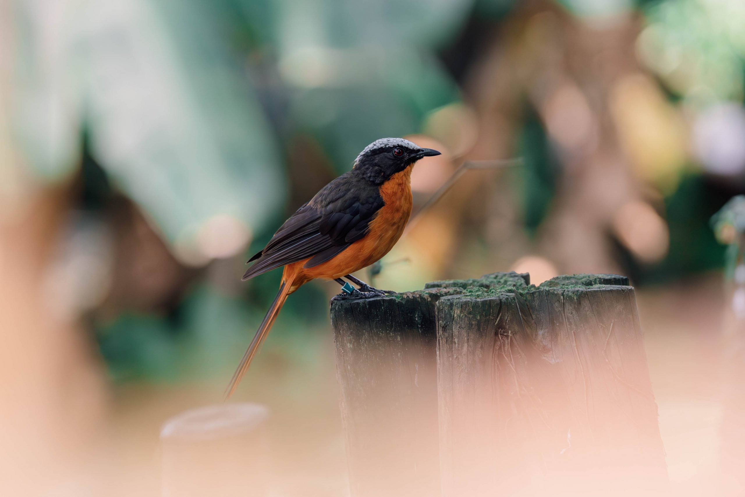 Besondere Arten-Beobachtungen