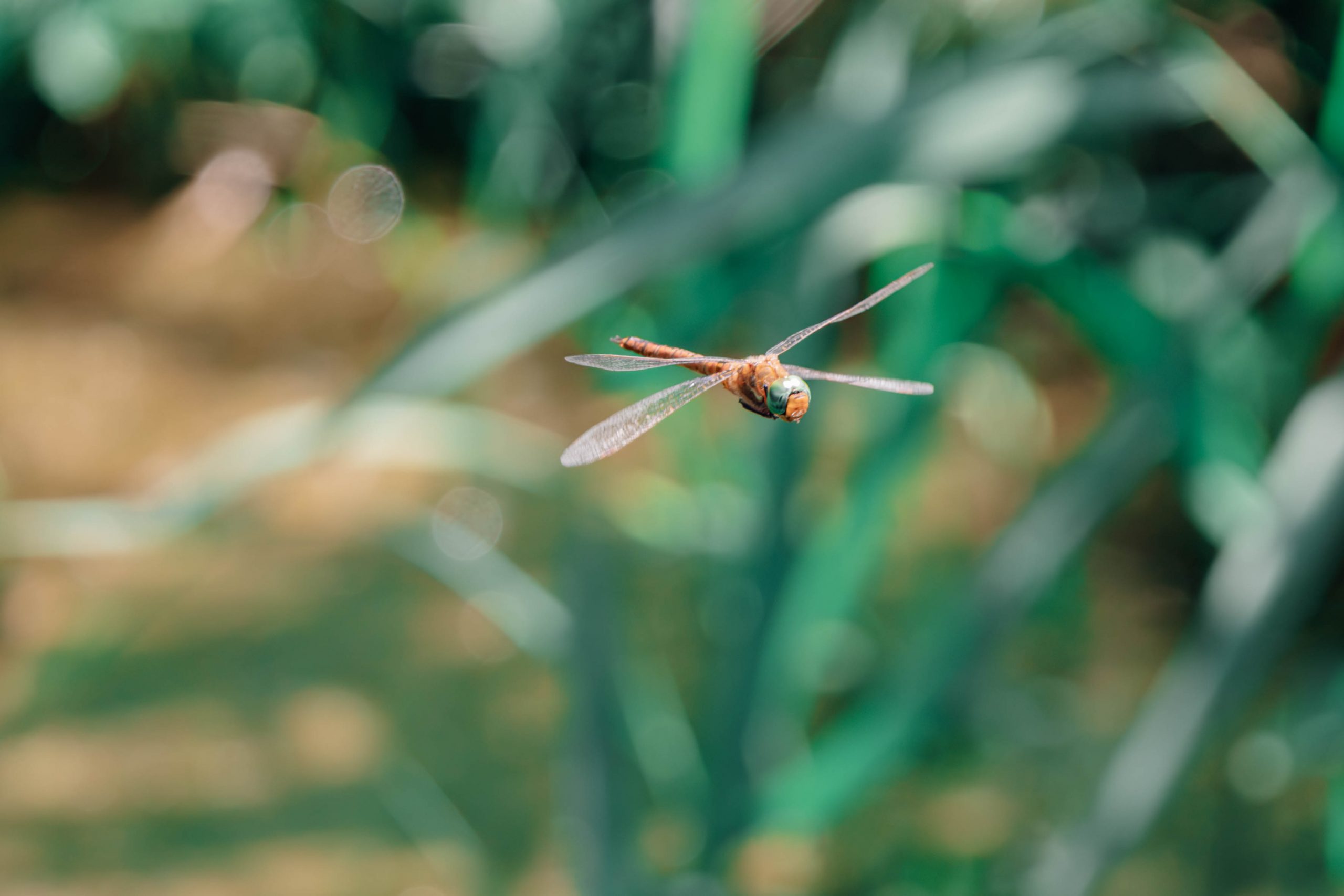 Keilfleck – Mosaikjungfer: eine Flugkünstlerin